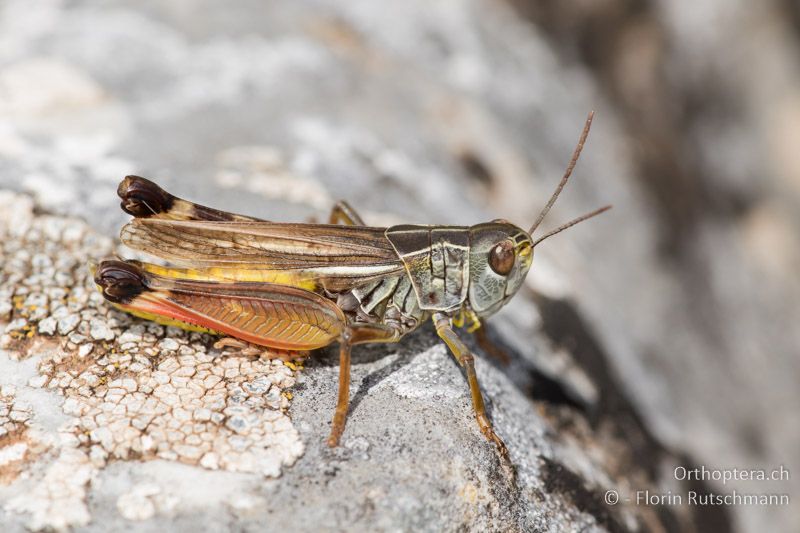 Arcyptera microptera ♂ - GR, Zentralmakedonien, Mt. Vermio, 19.07.2017