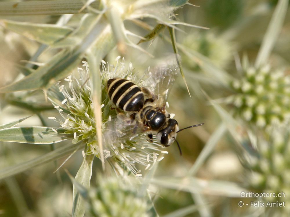 Andrena decipiens - GR, Zentralmakedonien, Mt. Hortiatis, 04.07.2013