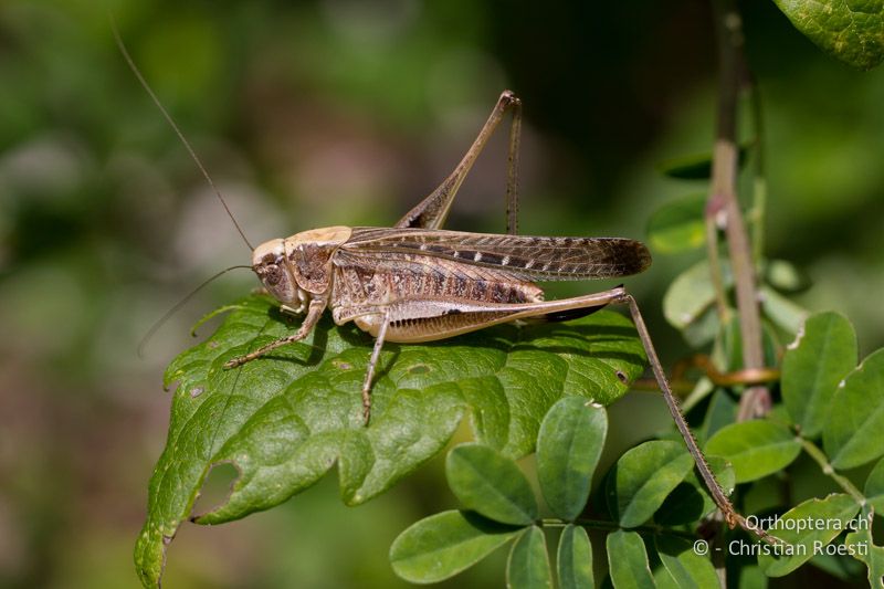 Platycleis grisea ♀ - CH, TI, Caslano, 02.09.2013