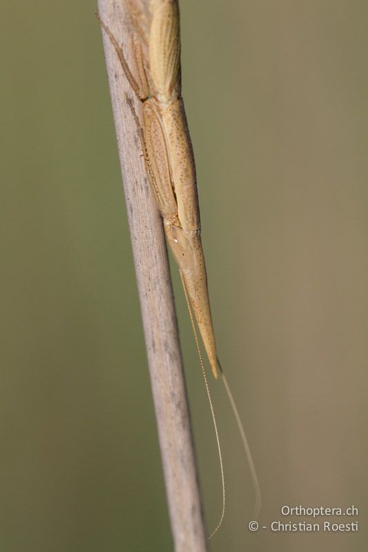 Gottesanbeterin - SA, Limpopo, Nylsvlei Nature Reserve, 30.12.2014