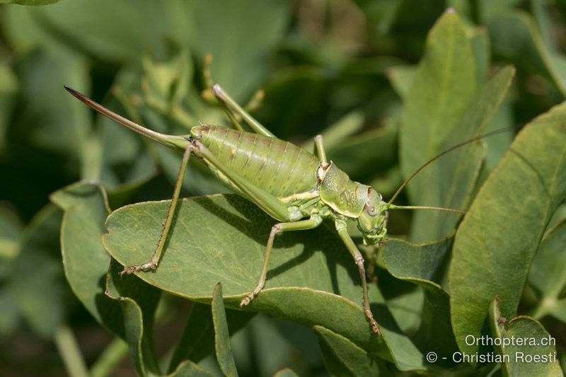 Ephippiger discoidalis minor ♀ - HR, Istrien, Brest, 25.07.2015