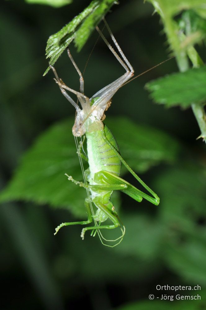 Häutung von Leptophyes laticauda - HR, Istrien, Pazin, Zarečki Krov, 26.06.2016