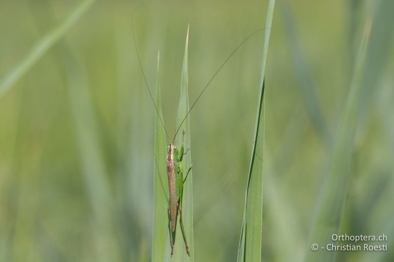 Langflüglige Schwertschrecke (Conocephalus fuscus) ♂ - GR, Westmakedonien, Kleiner Prespasee, 13.07.2017