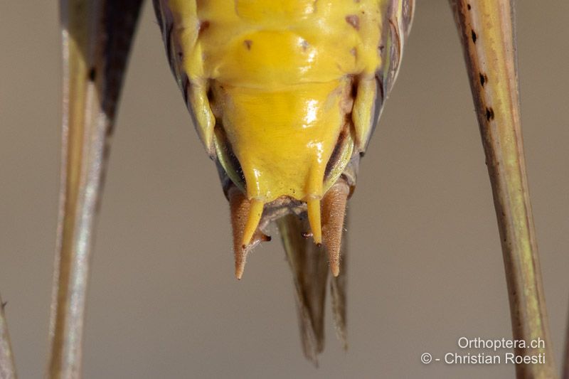 Hinterleibsende mit der Subgenitalplatte und den Styli von Decticus verrucivorus ♂ von unten - HR, Dalmatien, Sinj, 27.07.2022