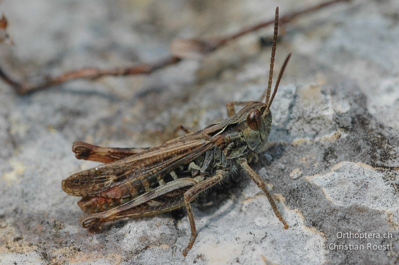 Chorthippus biguttulus ♂ - IT, Venetien, Mt. Baldo, 18.08.2011