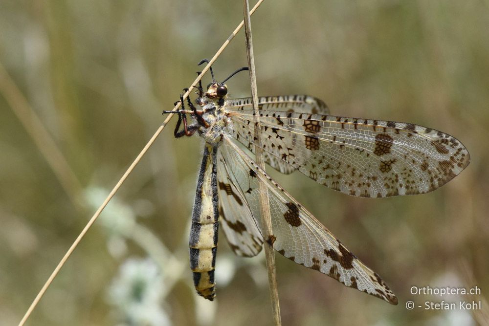 Palpares libelluloides ♀ - BG, Chaskowo, Matochina, 09.07.2018