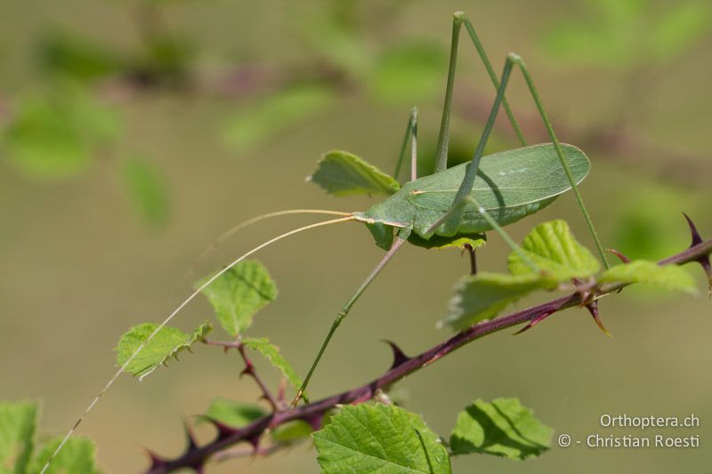 Acrometopa syriaca ♀ - GR, Zentralmakedonien, Volvi-see, 05.07.2013