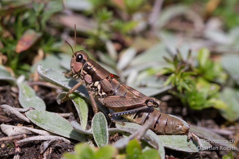 Podisma pedestris ♀ - CH, VS, Riederalp, 20.08.2007