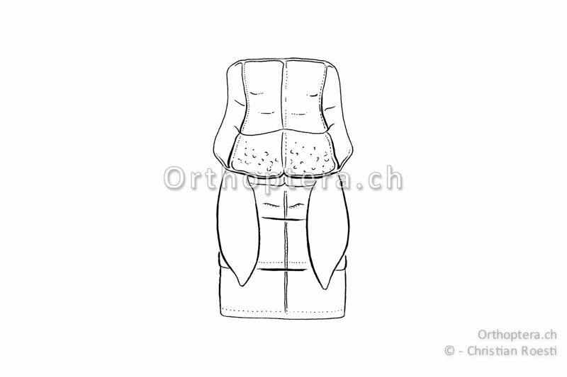 Brustabschnitt mit Halsschild und Flügel von Podismopsis keisti ♀. Die Halsschild-Seitenkiele sind einwärts gebogen und die Flügel berühren sich nicht in der Mitte.