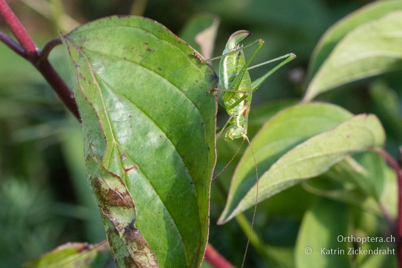 Gestreifte Zartschrecke (Leptophyes albovittata) ♀ - AT, Niederösterreich, Eichkogl bei Mödling, 07.07.2018