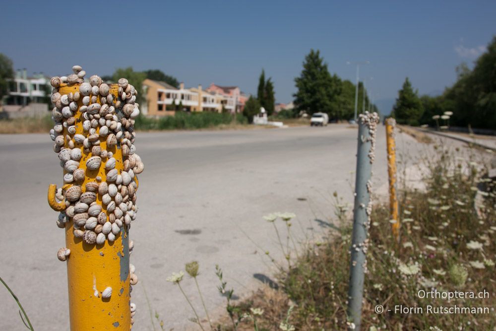 Trotz Hitze und Trockenheit beherbergt der Süden die wesentlich höhere Vielfalt an Schnecken als Mitteleuropa. Verschiedene Arten in der Sommer- oder Trockenruhe - Ionnina, 14.07.2011