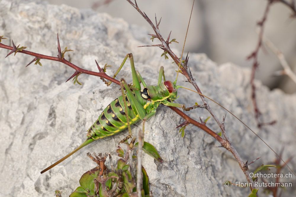 Ephippiger discoidalis - HR, Cres, Beli, 29.07.2014