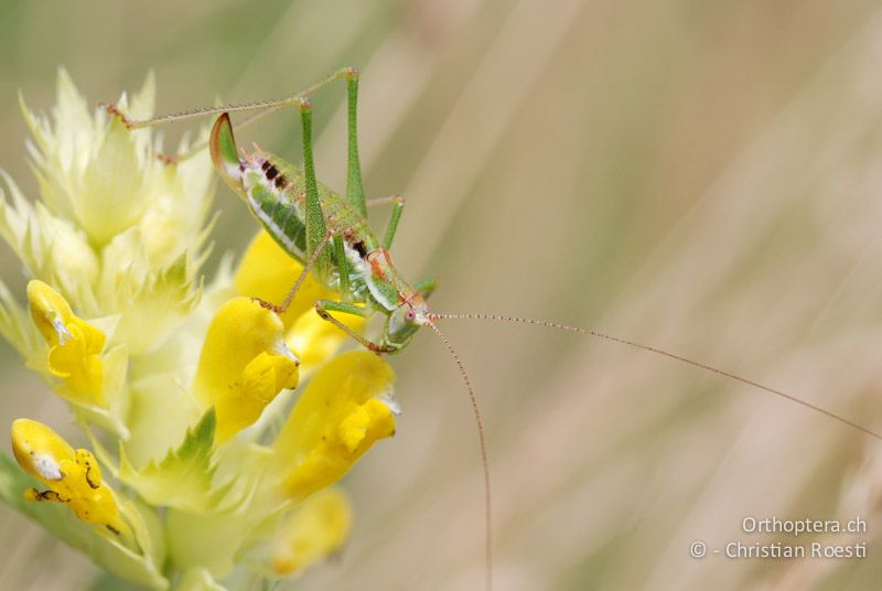 Leptophyes albovittata ♀ - AT, Niederösterreich, Ebergassing, 26.06.2008