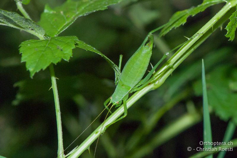 Isophya pienensis ♀ - AT, Niederösterreich, Hardegg an der tschechischen Grenze, 30.06.2010