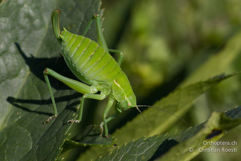 Poecilimon ornatus ♀ im letzten Larvenstadium - HR, Istrien, Učka, 02.06.2014