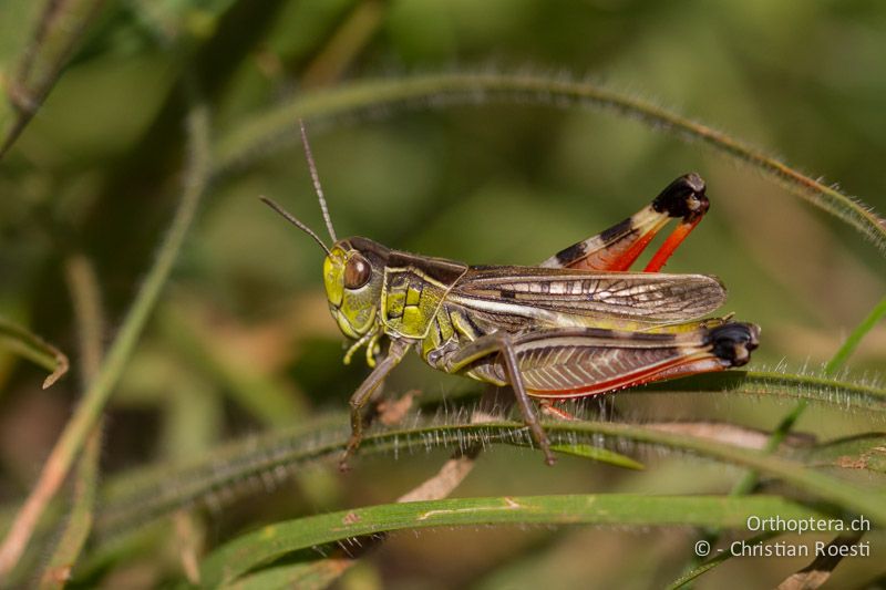 Arcyptera microptera ♂ - HR, Istrien, Bokordići, 04.06.2014