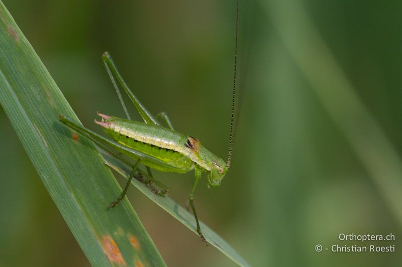 Leptophyes boscii ♂ - HR, Istrien, Vozilići, 13.06.2014