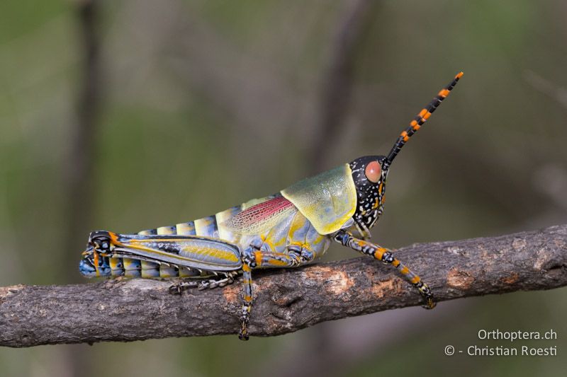 Elegant Grasshopper, Zonocerus elegans - SA unterwegs nach, Limpopo, Mutale, Pafuri River Camp, 01.01.2015