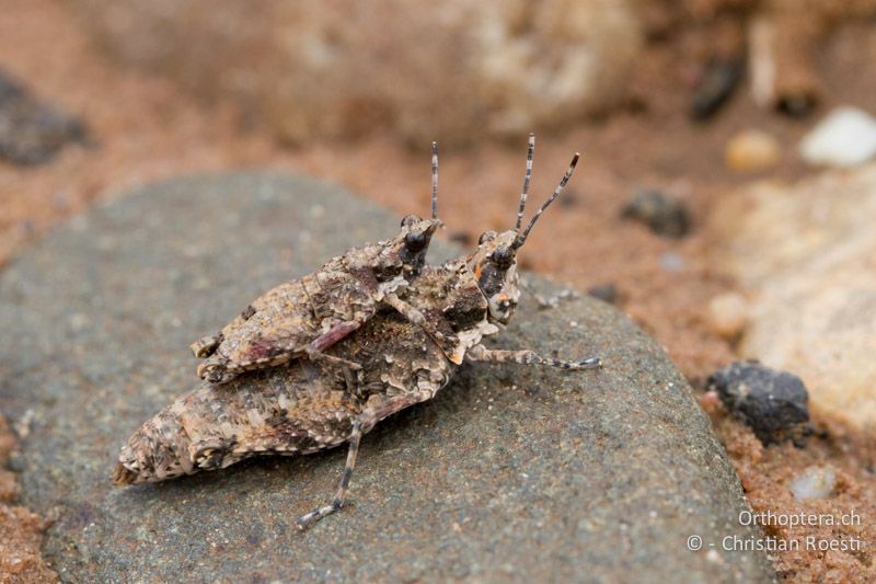 Paarung einer Art der Gruppe Pyrgomorphidae - SA, Limpopo, Mutale, Pafuri River Camp, 02.01.2015