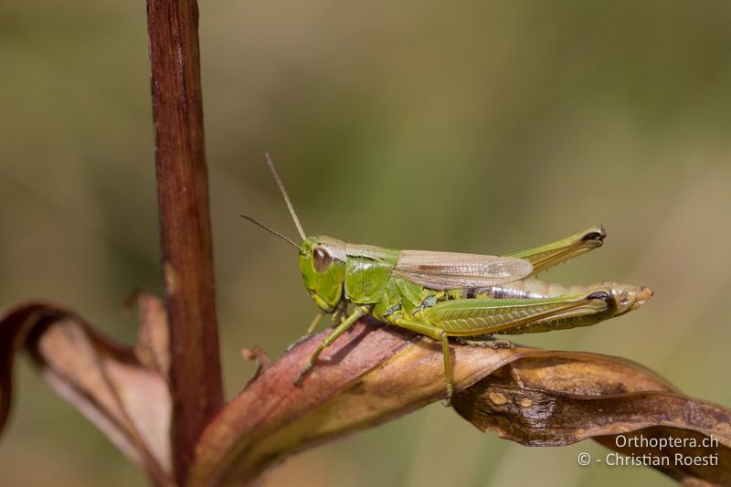 Pseudochorthippus montanus ♀ - CH, BE, Jaunpass, 23.08.2015