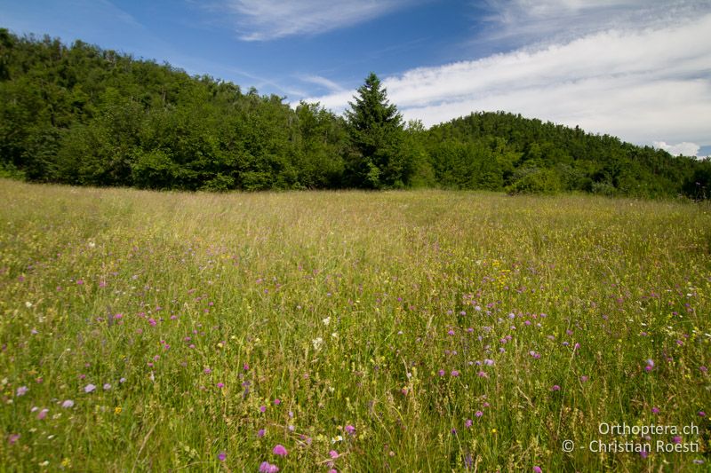 Wunderschöne Magerwiese und Lebensraum von Poecilimon ampliatus - SLO, Sežana, Laže, 18.06.2016