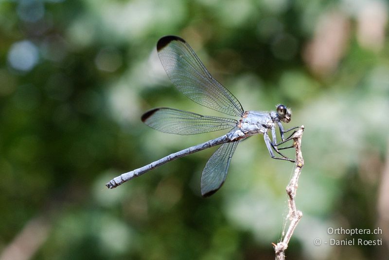 Blaue Orientjungfer (Epallage fatime) - GR, Zentralmakedonien, Sidirokastro, 08.07.2013