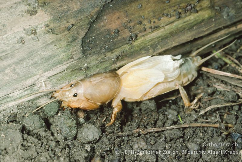 Frisch gehäutetes Gryllotalpa gryllotalpa ♀ - CH, ZH, Winterthur, 1996