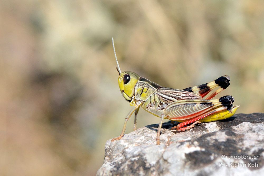 Arcyptera brevipennis brevipennis ♂ - HR, Cres, Predošćica, 23.07.2015