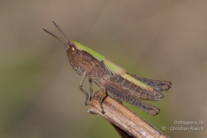 Larve von Chorthippus dorsatus ♀ - FR, Pyrénées-Orientales, Saillagouse, 04.10.2010