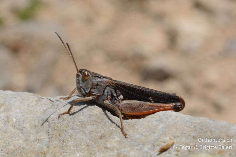 Man muss auch mal entspannen können: Stenobothrus rubicundulus ♂ - HR, Istrien, Skitača, 24.06.2016