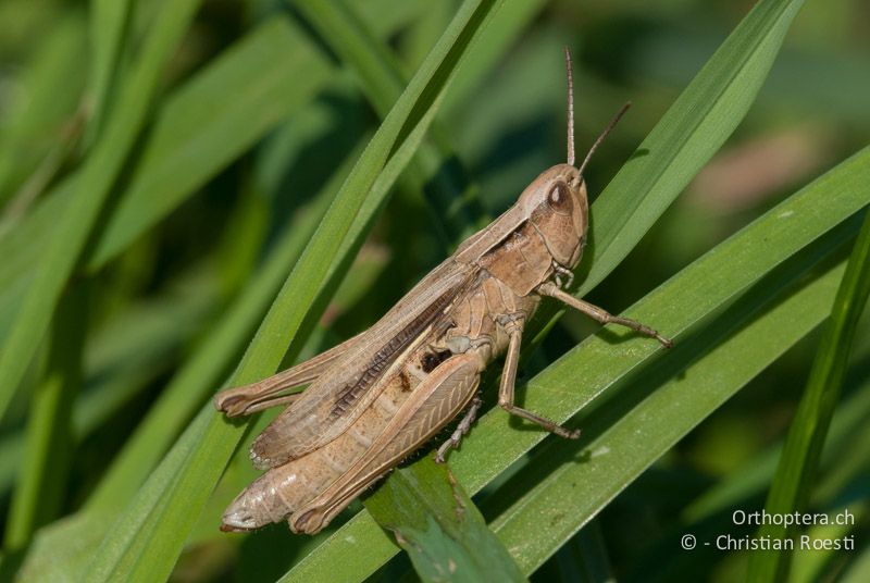 Chorthippus albomarginatus ♀ - CH, BE, Wasen, 06.09.2009