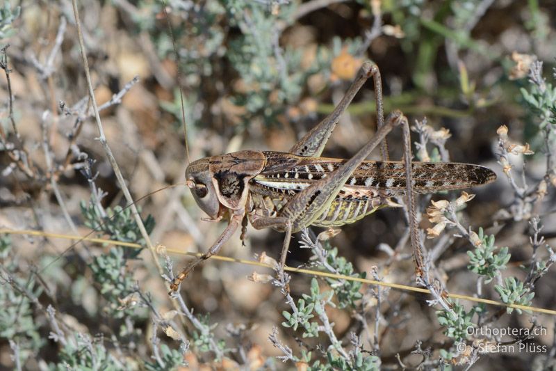 Südlicher Warzenbeisser (Decticus albifrons) ♂ - FR, Col des Portes, 06.07.2014