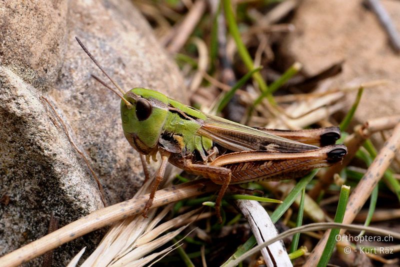 Südlicher Grashüpfer (Stenobothrus fischeri) ♀ - FR, Mont Ventoux, 04.07.2014