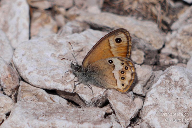 Coenonympha dorus - FR, Col des Portes, 06.07.2014