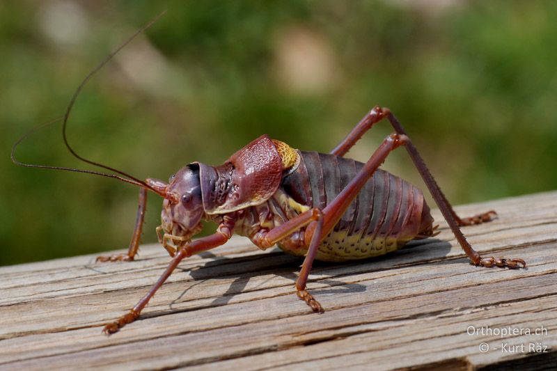 Provence-Sattelschrecke (Ephippiger provincialis) ♂ - FR, Col des Portes, 06.07.2014