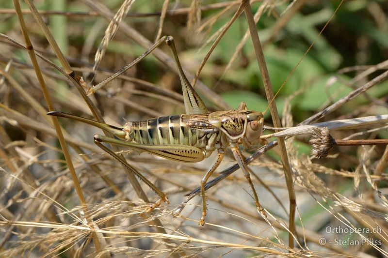 Gampsocleis abbreviata ♀ - GR, Zentralmakedonien, Kerkini-See, 08.07.2013