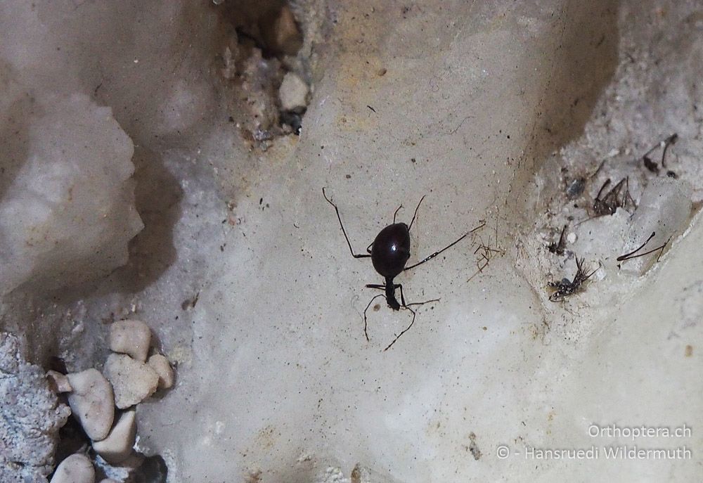 Höhlenkäfer Leptodirus hochenwartii - SLO, Postojna, Vivarium 26.07.2015