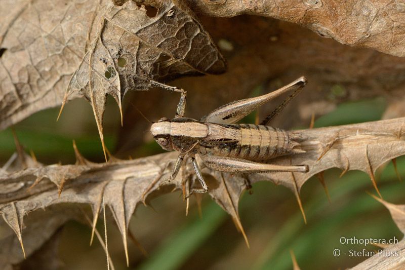 Platycleis incerta ♂ - GR, Zentralmakedonien, Kerkini-See, 08.07.2013