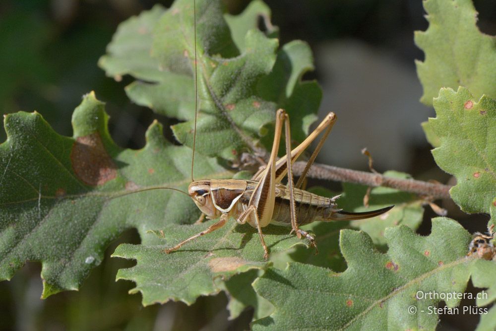 Playtcleis (Modestana) modesta ♀ - HR, Istrien, Bokordići, 19.07.2015