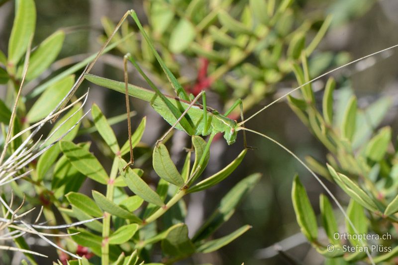 Tylopsis liliifolia ♂ - FR, Plateau d'Aumelas, 11.07.2014