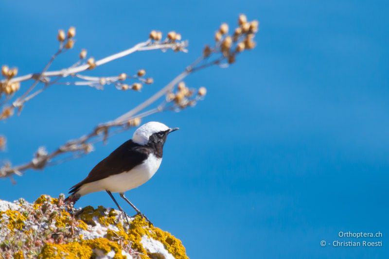 Nonnensteinschmätzer (Pied Wheatear, Oenanthe pleschanka) auf der Abbruchkante der Steilküsten vom Kap Kaliakra. Eine Stimmenaufnahem ist in der Stimmengalerie zu hören. Yailite, 30.04.2012