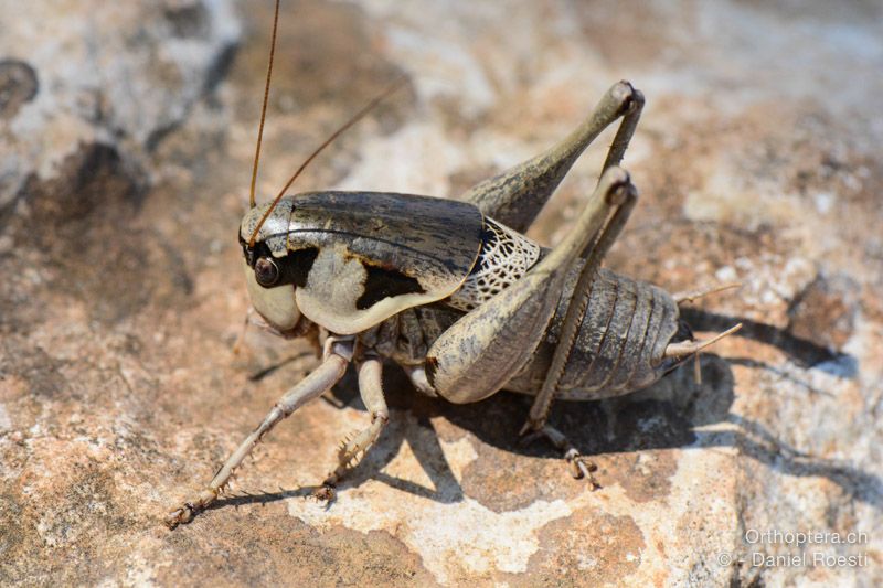 Pholidoptera dalmatica ♂ - HR, Insel Cres, 23.07.2015