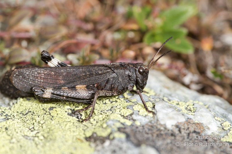 Psophus stridulus ♂ - CH, VS, Törbel, 22.09.2013