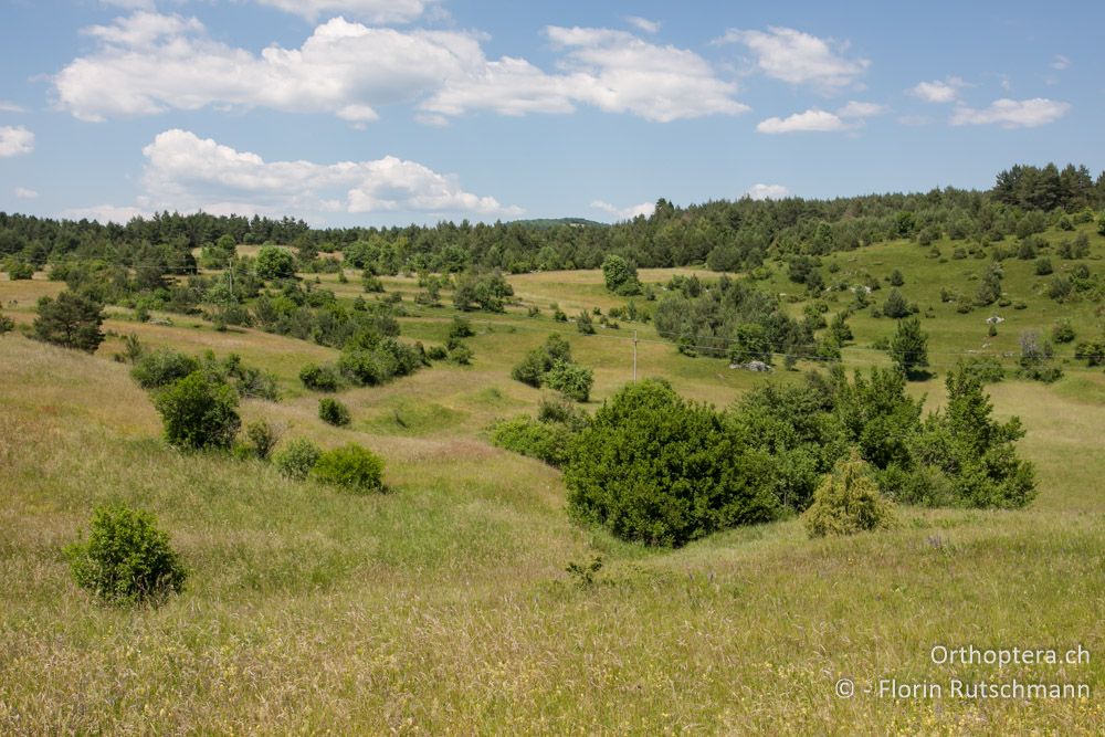 Strukturreiche Landschaft - SI, Obalno-kraška, Kozina, 09.06.2014