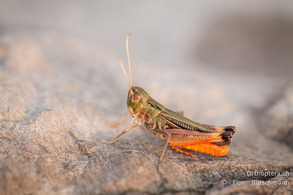 Stenobothrus croaticus Männchen im Abendlicht - HR, Lika-Senj, Velebit Nationalpark, 27.07.2014