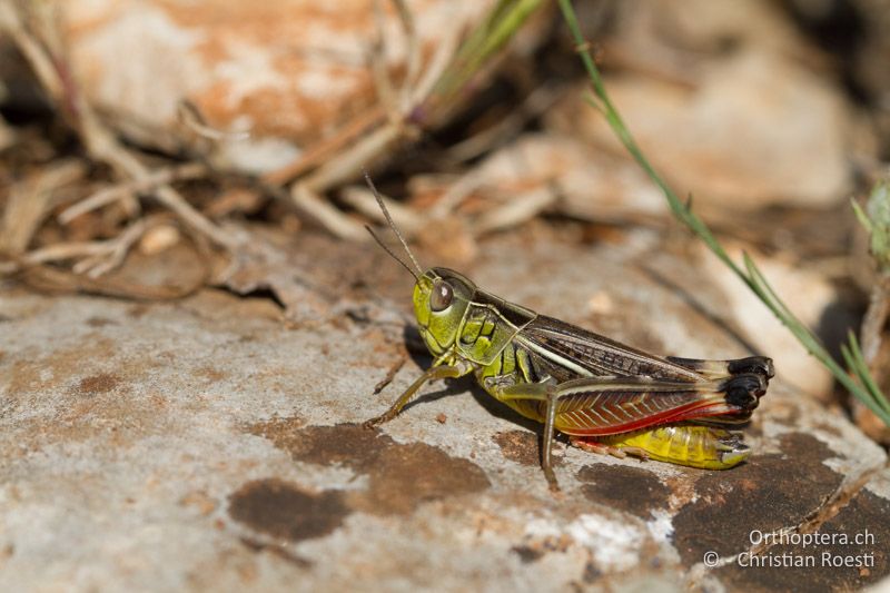 Arcyptera microptera ♂ - HR, Istrien, Orihi, 04.06.2010