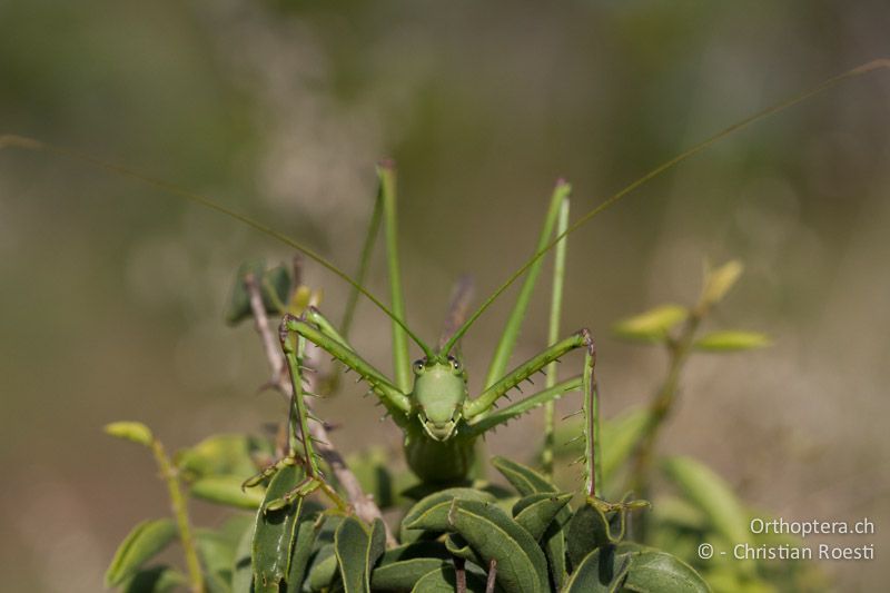 Winged Predatory Katydid, Clonia cf. wahlbergi - SA, Limpopo, Nylsvlei Nature Reserve, 31.12.2014