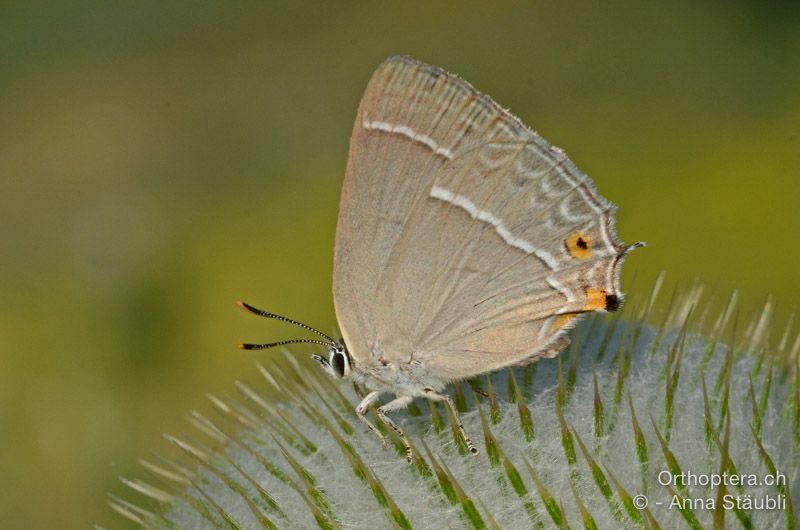 Blauer Eichenzipfelfalter (Neozephyrus quercus) - HR, Istrien, Vela Učka, 20.07.2015