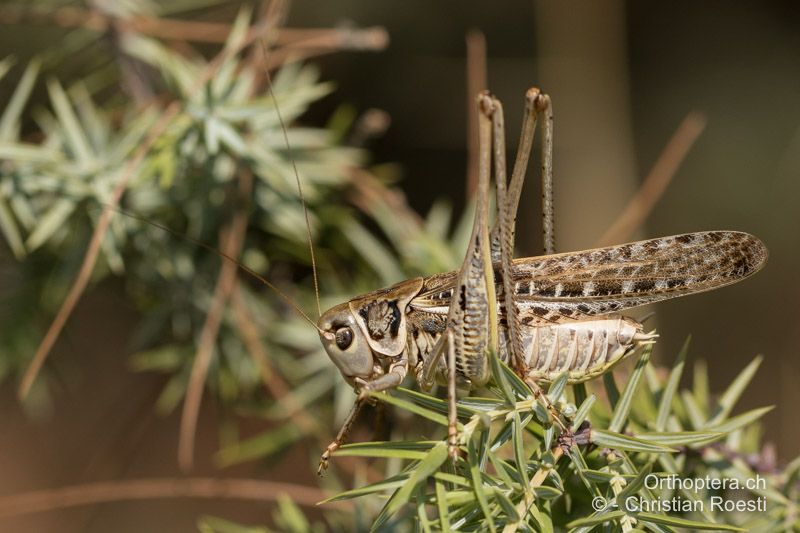 Decticus albifrons ♂ - HR, Istrien, Premantura, 22.07.2015