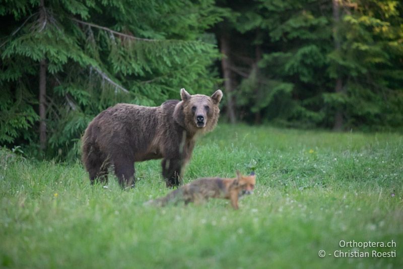 Braunbär und Rotfuchs